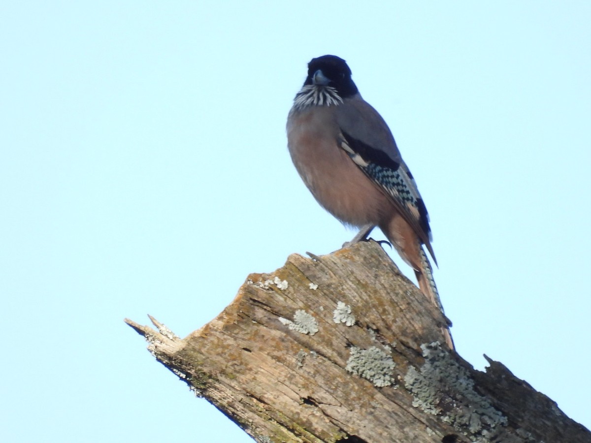 Black-headed Jay - ML610348677