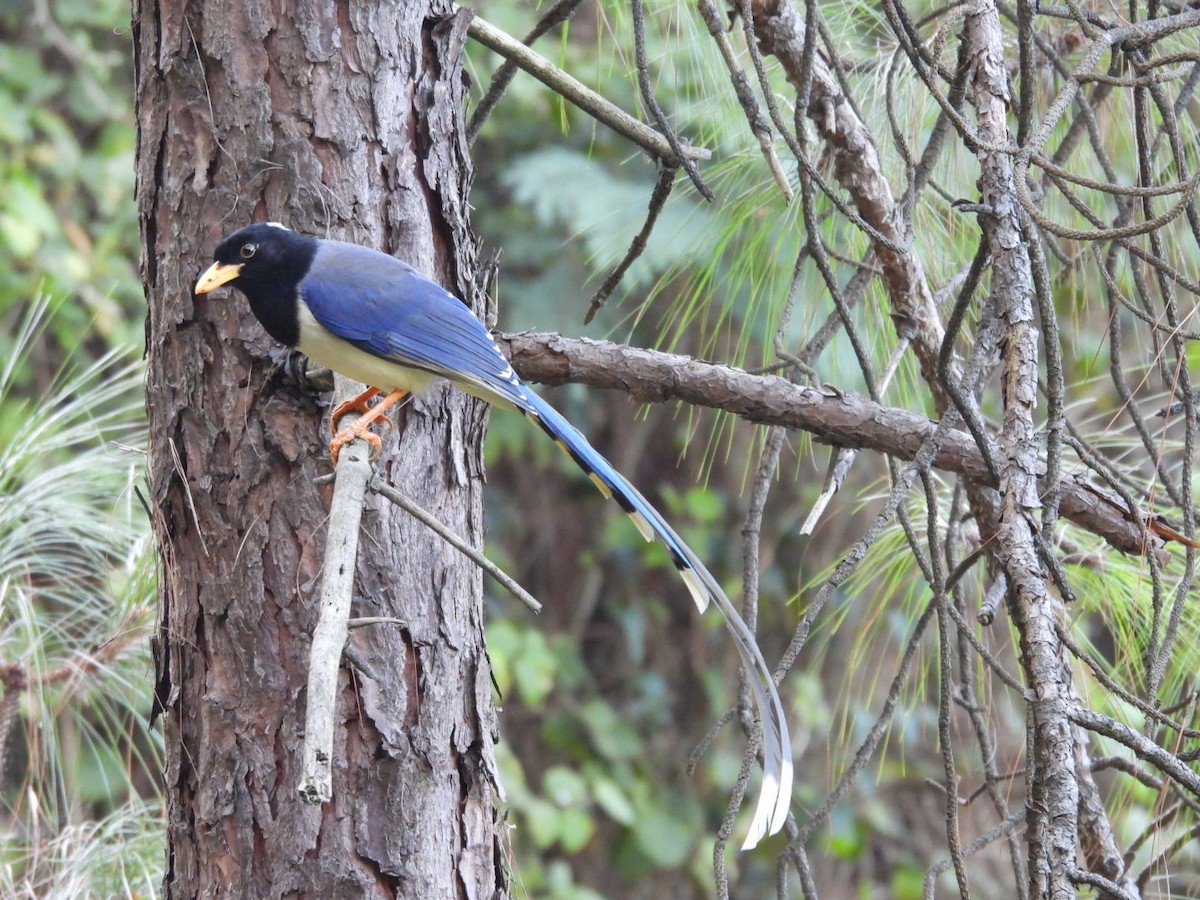 Yellow-billed Blue-Magpie - ML610348727