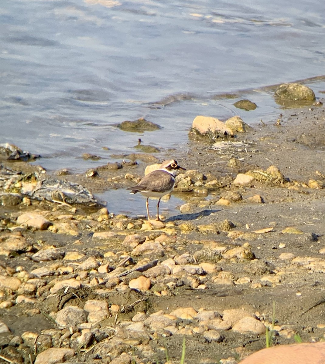 Little Ringed Plover - ML610348848