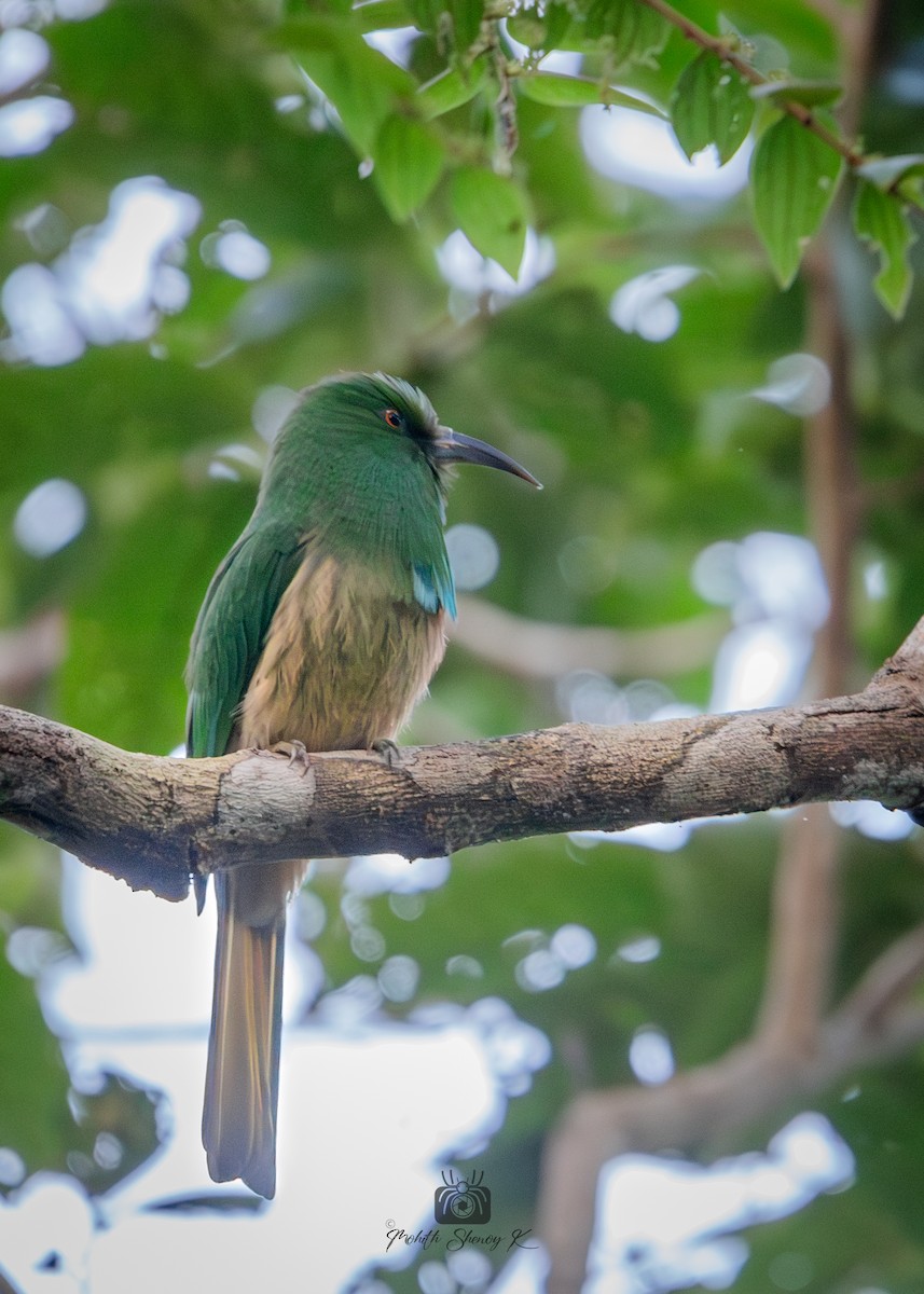 Blue-bearded Bee-eater - ML610348969