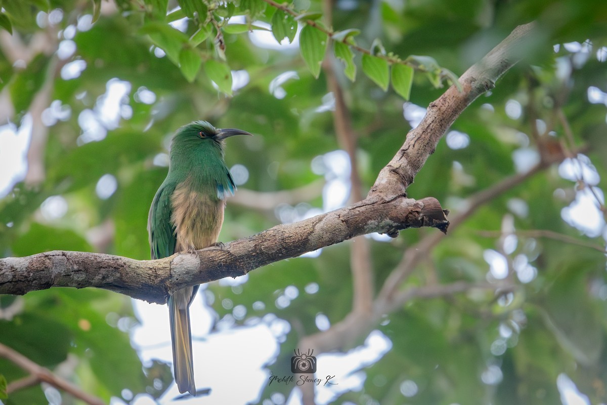 Blue-bearded Bee-eater - ML610348970