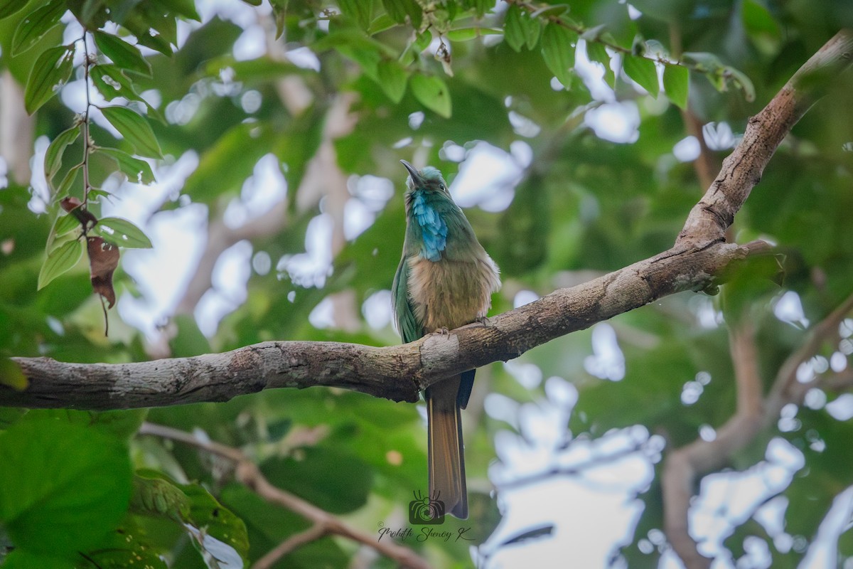 Blue-bearded Bee-eater - ML610348971