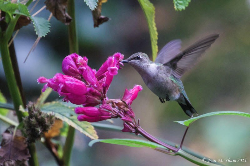 Colibrí Gorjirrubí - ML610348990