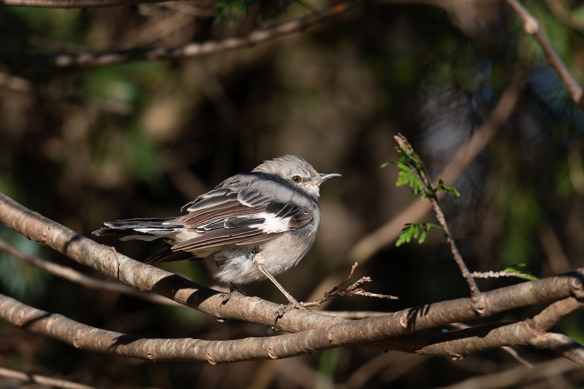 Northern Mockingbird - ML610349076