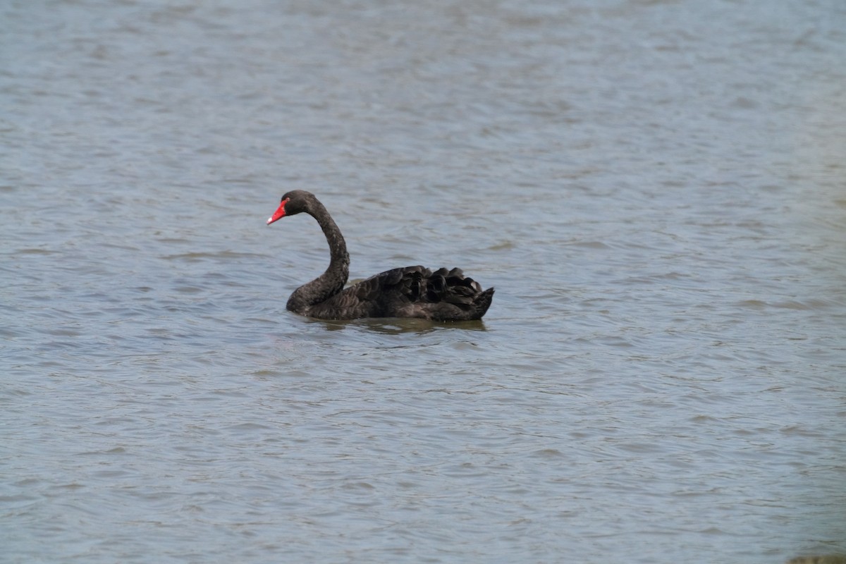 Black Swan - May Britton