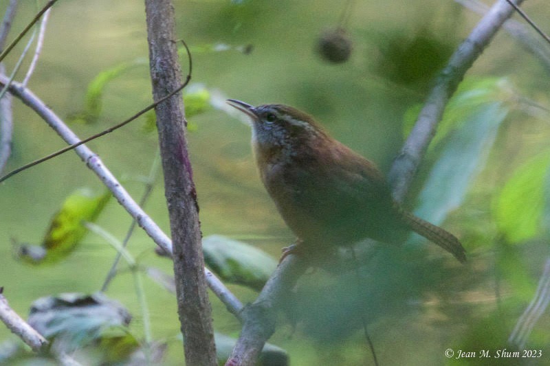 Carolina Wren - ML610349092