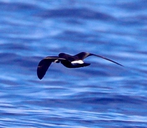 Band-rumped Storm-Petrel - Thane Pratt