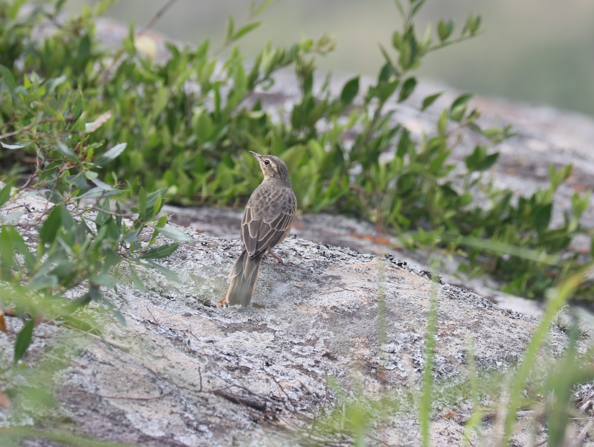 Long-billed Pipit - ML610349254