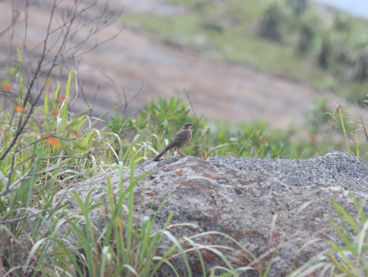 Long-billed Pipit - ML610349256