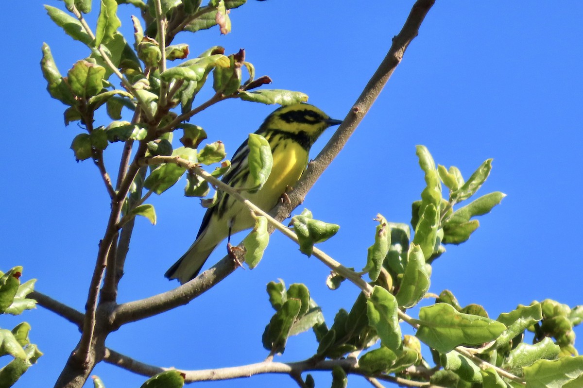 Townsend's Warbler - ML610349269