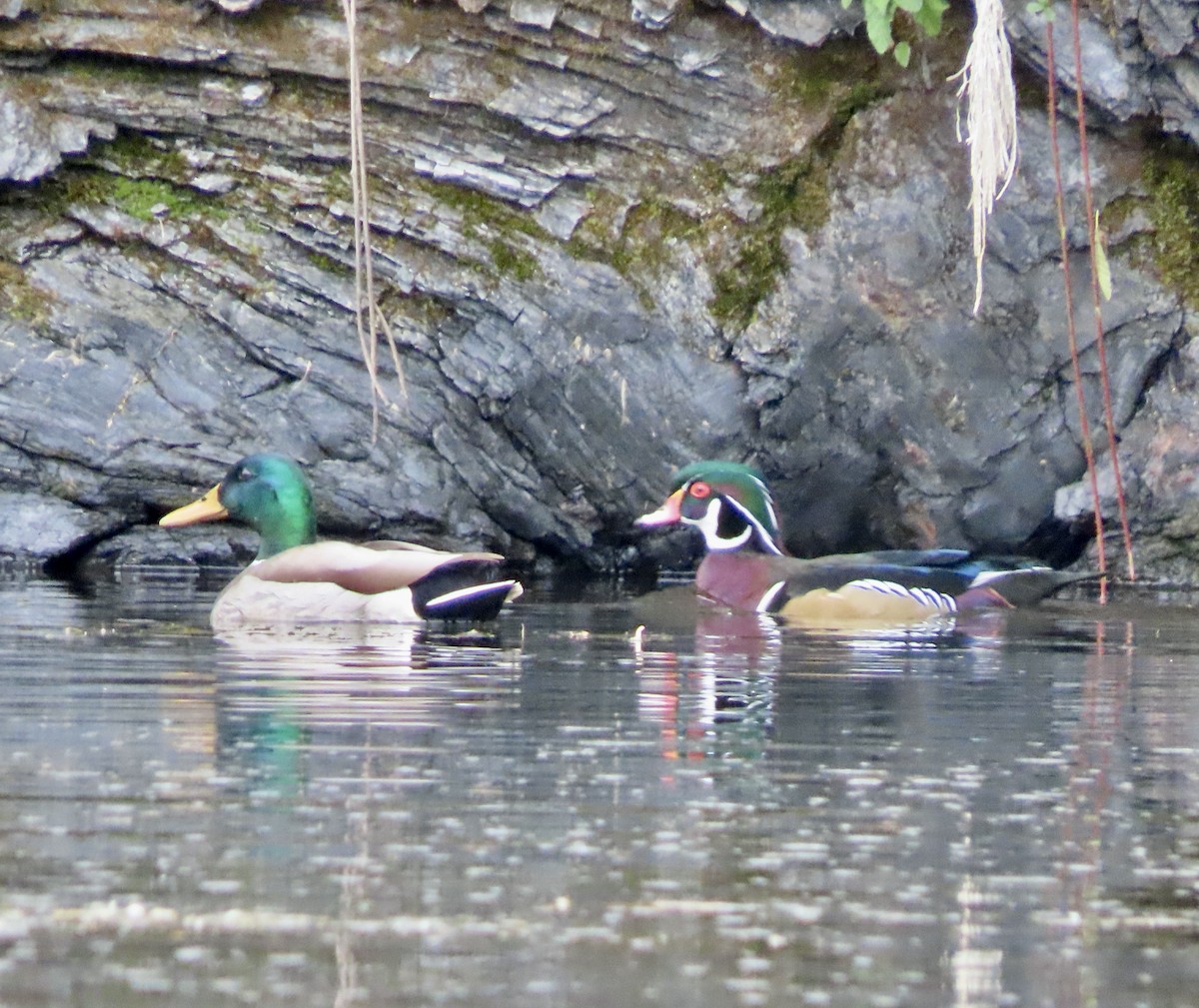 Wood Duck - ML610349307