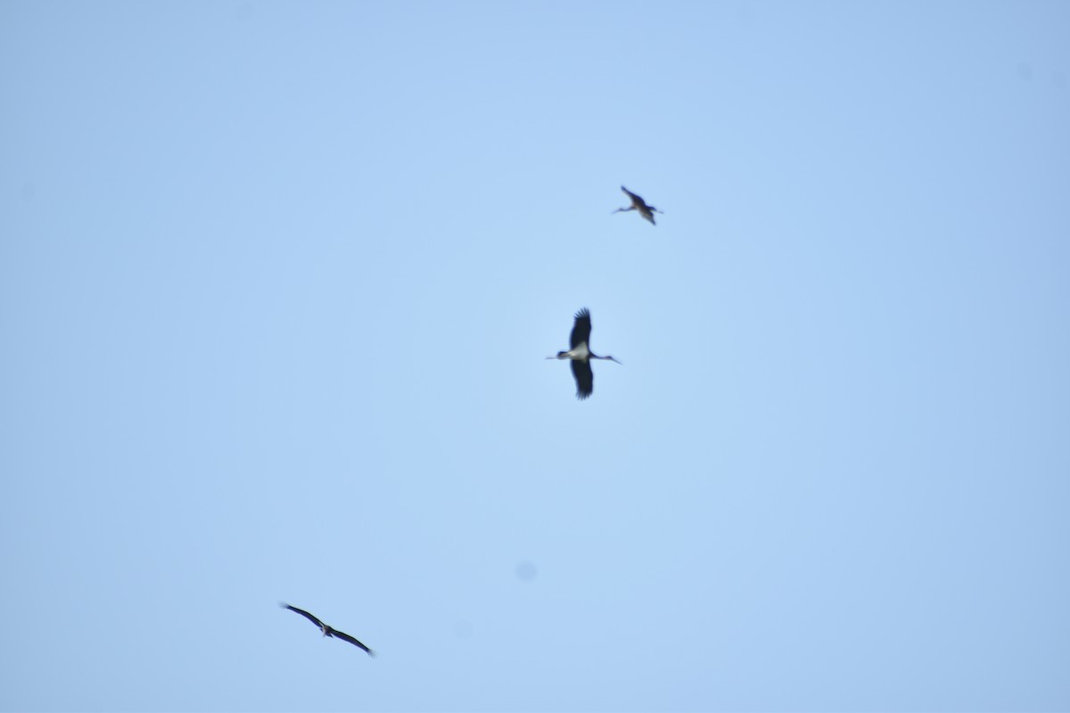 Black Stork - ML610349328