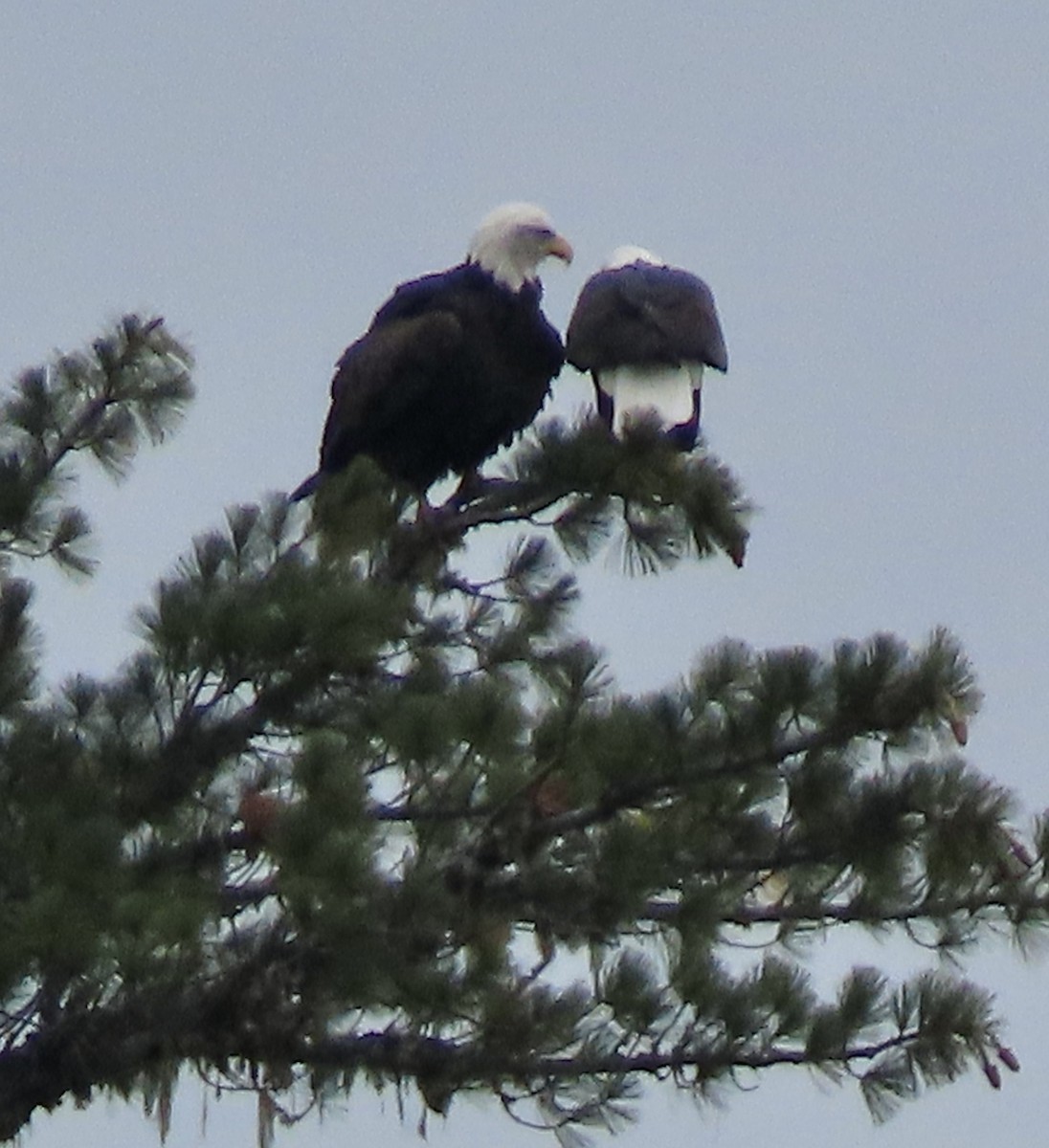 Bald Eagle - George Chrisman