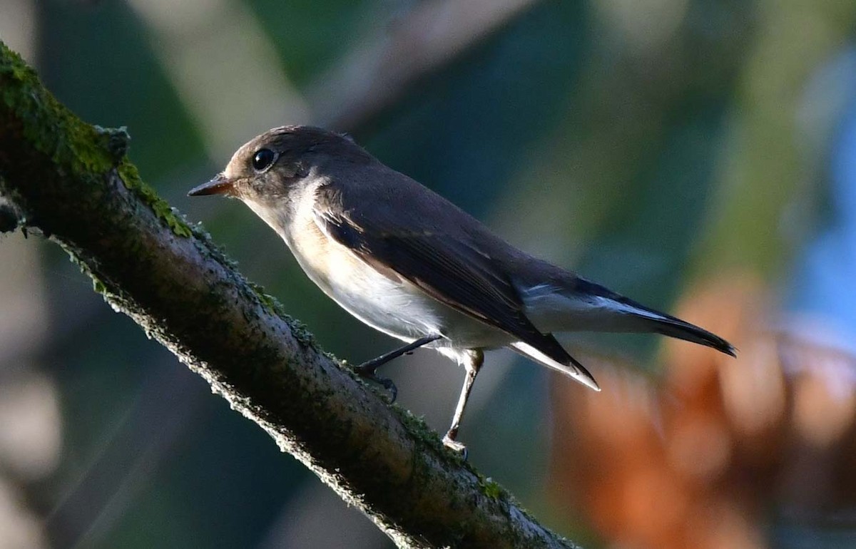 Red-breasted Flycatcher - ML610349349