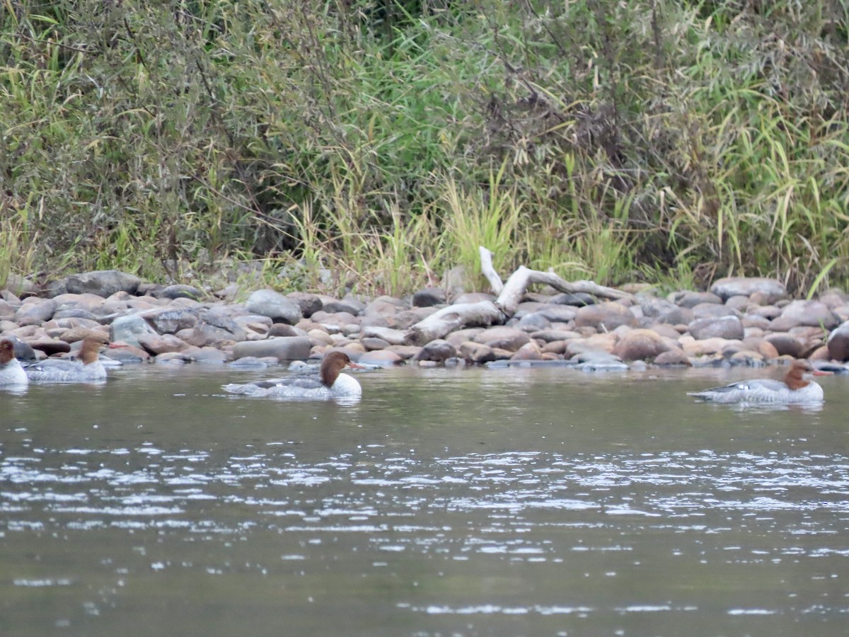 Common Merganser - George Chrisman