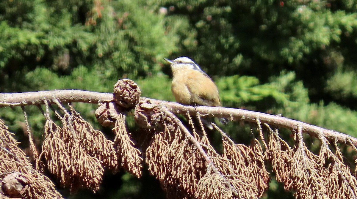 Red-breasted Nuthatch - Petra Clayton