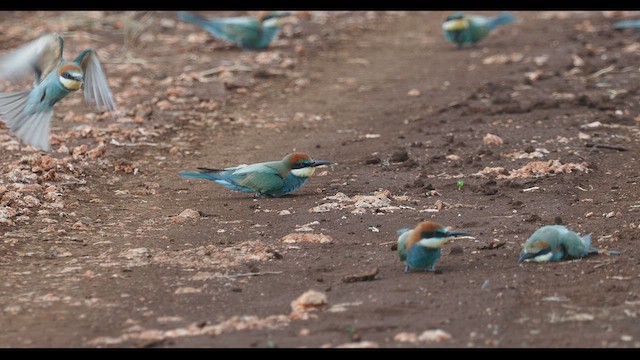 European Bee-eater - ML610349510