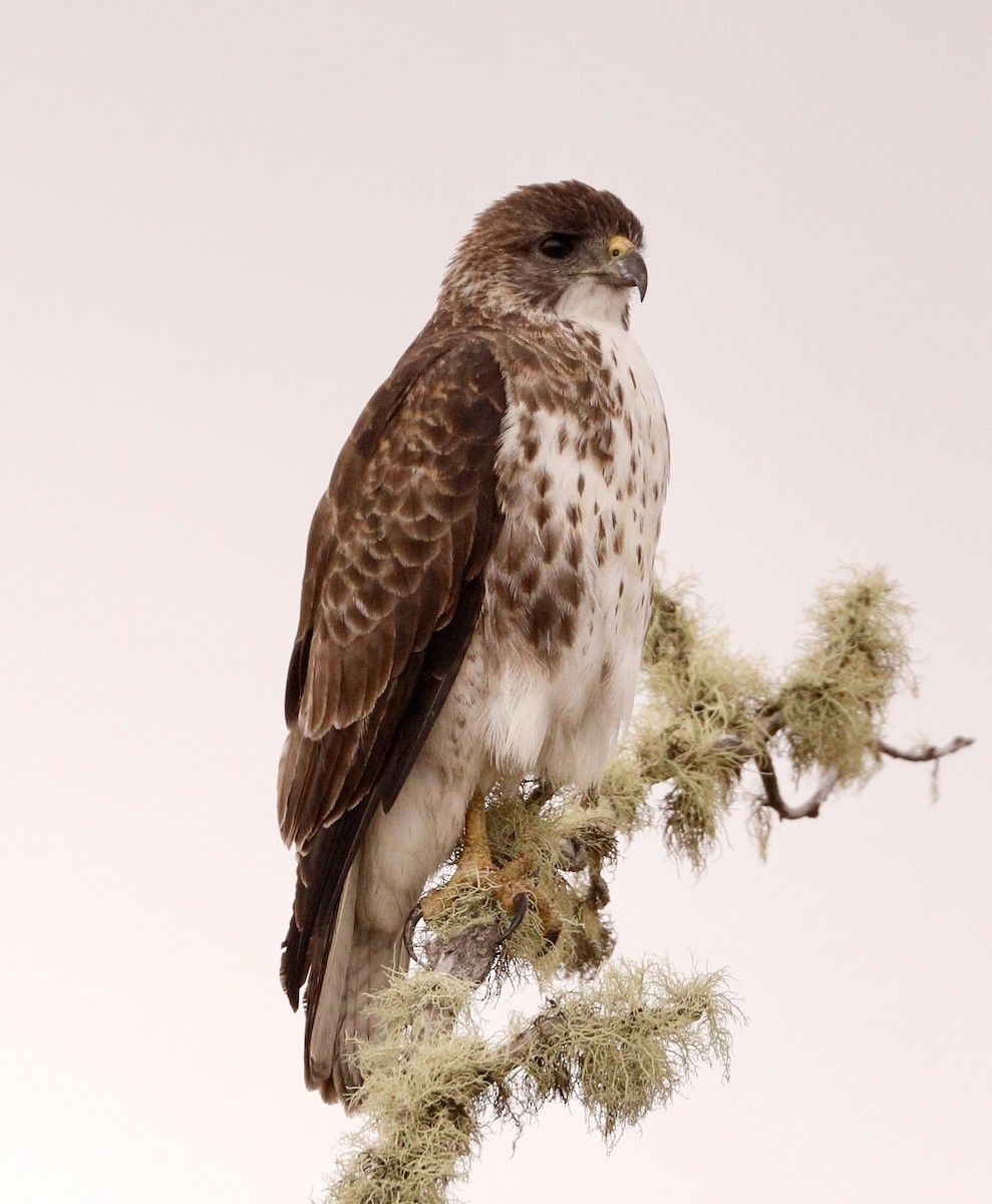 Hawaiian Hawk - ML610349520