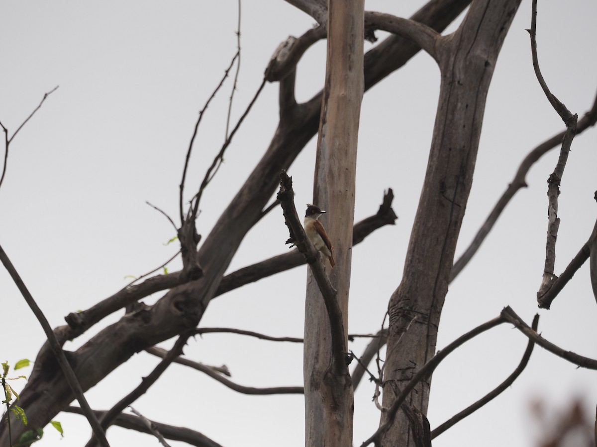 Black-and-white Shrike-flycatcher - ML610349543