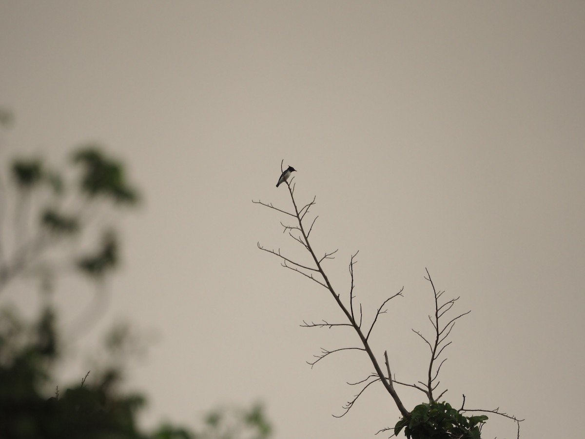 Black-and-white Shrike-flycatcher - ML610349545