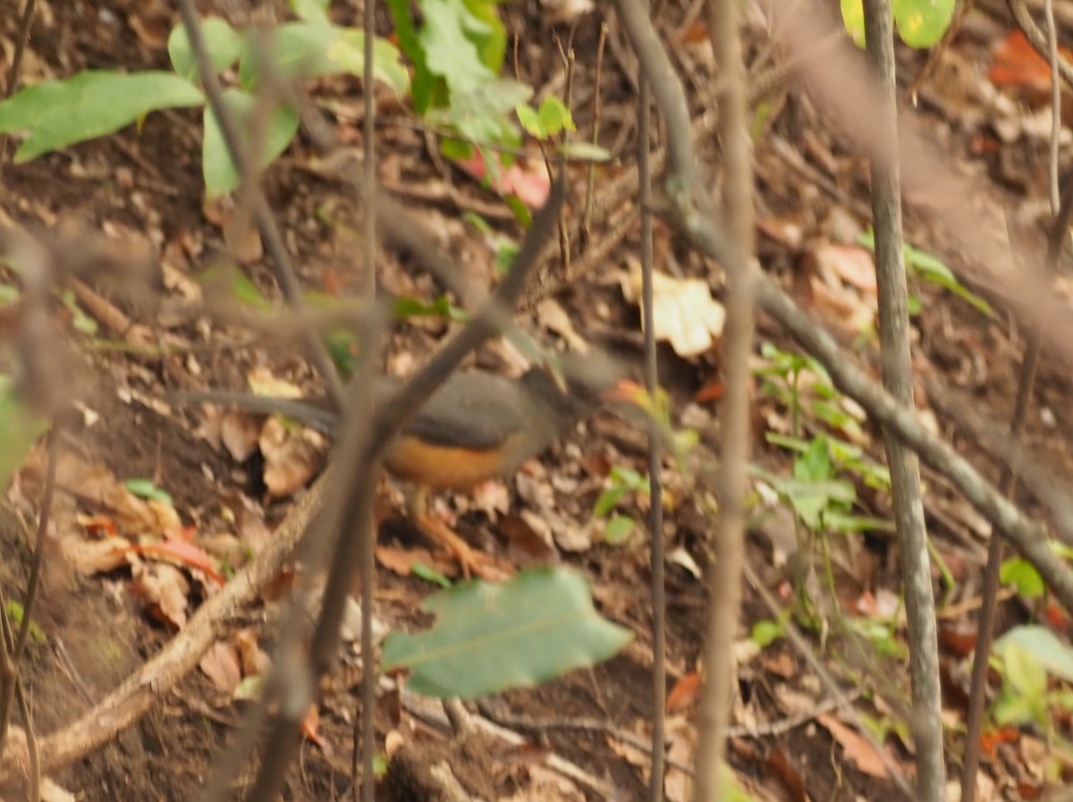 Abyssinian Thrush - ML610349547