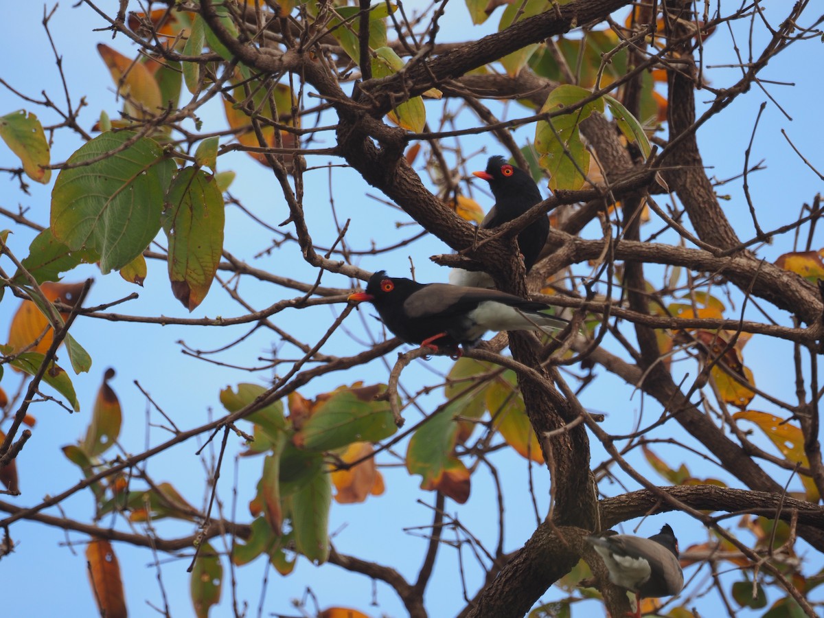 Retz's Helmetshrike - ML610349550