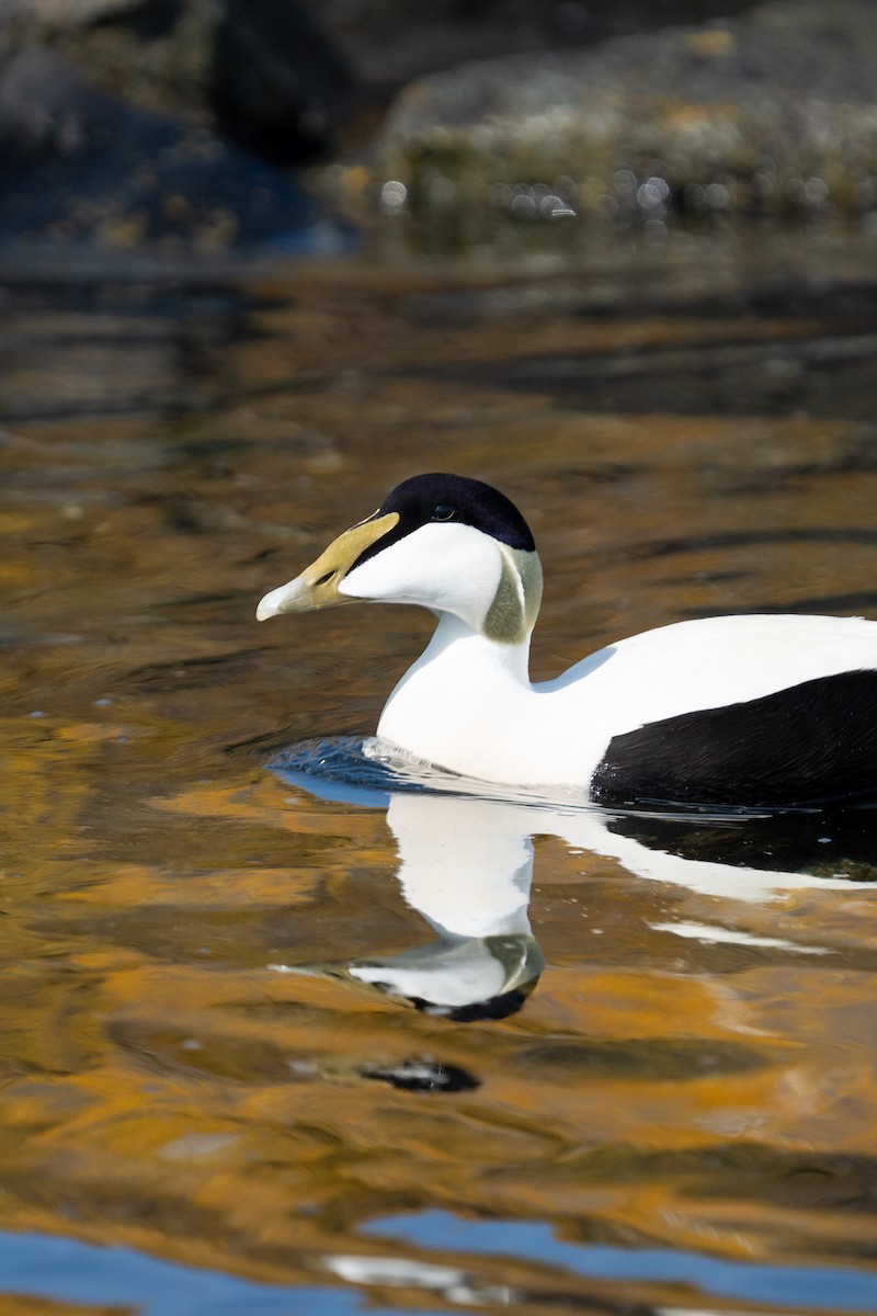 Common Eider - ML610349566