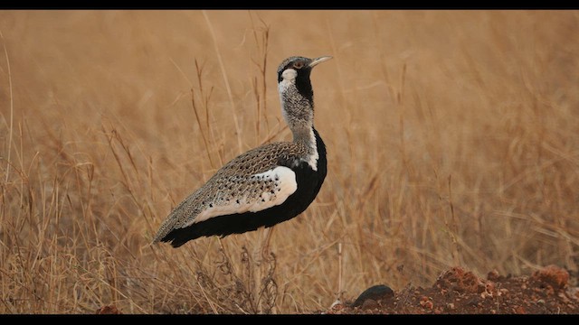 クロビタイチュウノガン - ML610349579