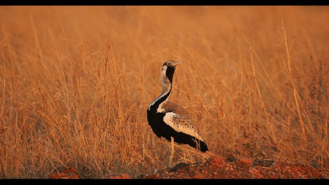 Hartlaub's Bustard - ML610349580