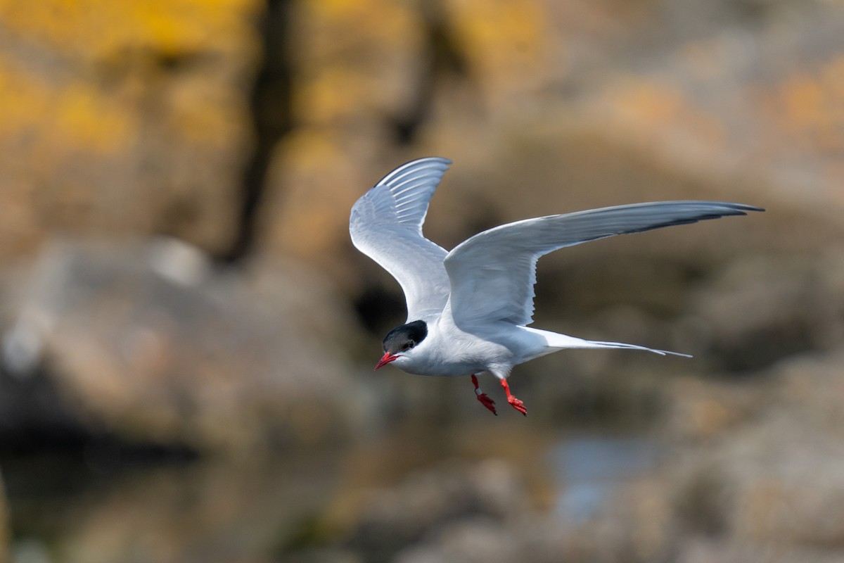 Arctic Tern - Colin Gallagher