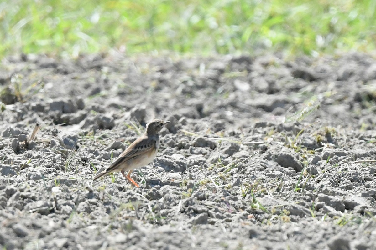 Paddyfield Pipit - ML610349597