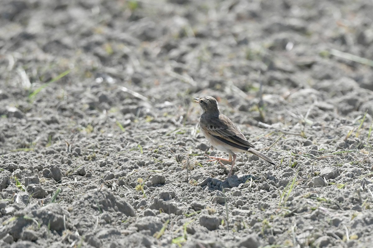 Paddyfield Pipit - ML610349598