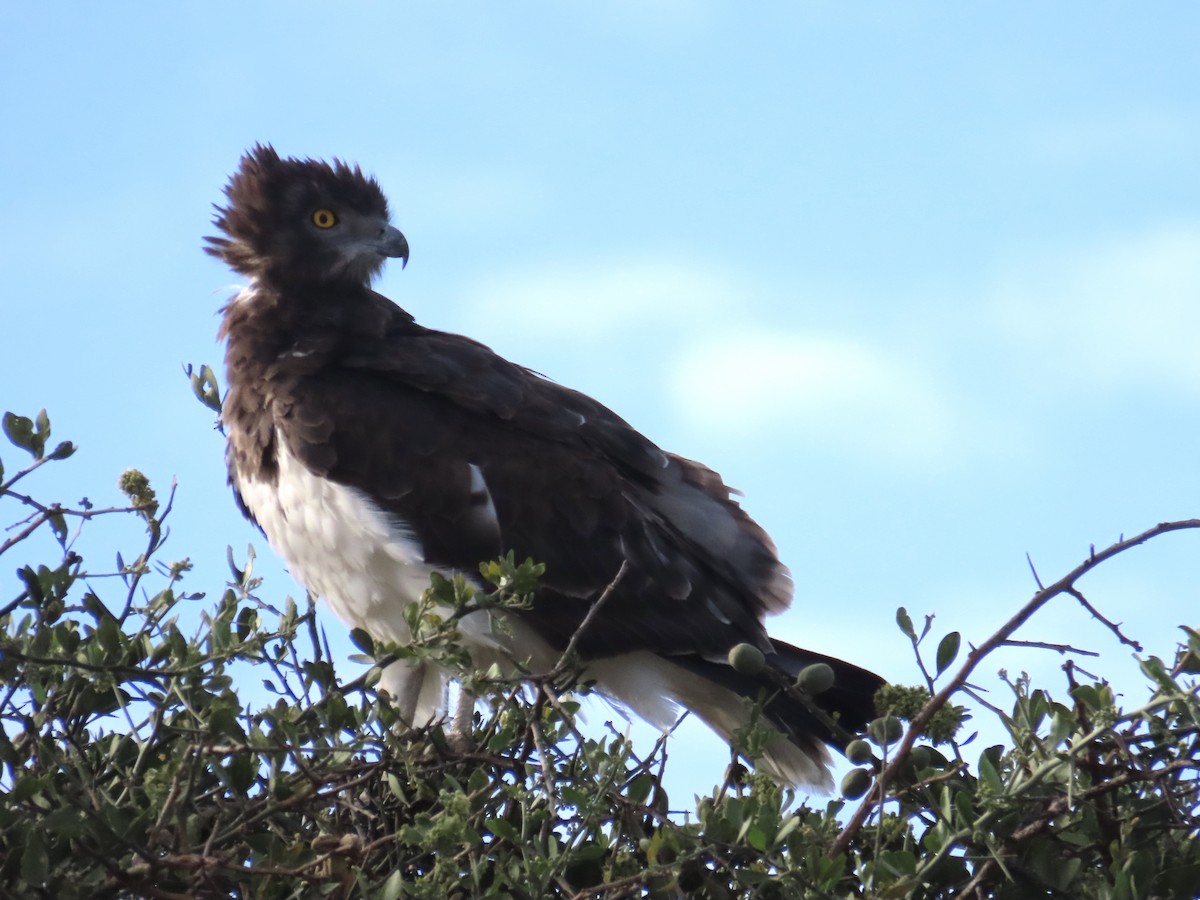 Black-chested Snake-Eagle - ML610349653