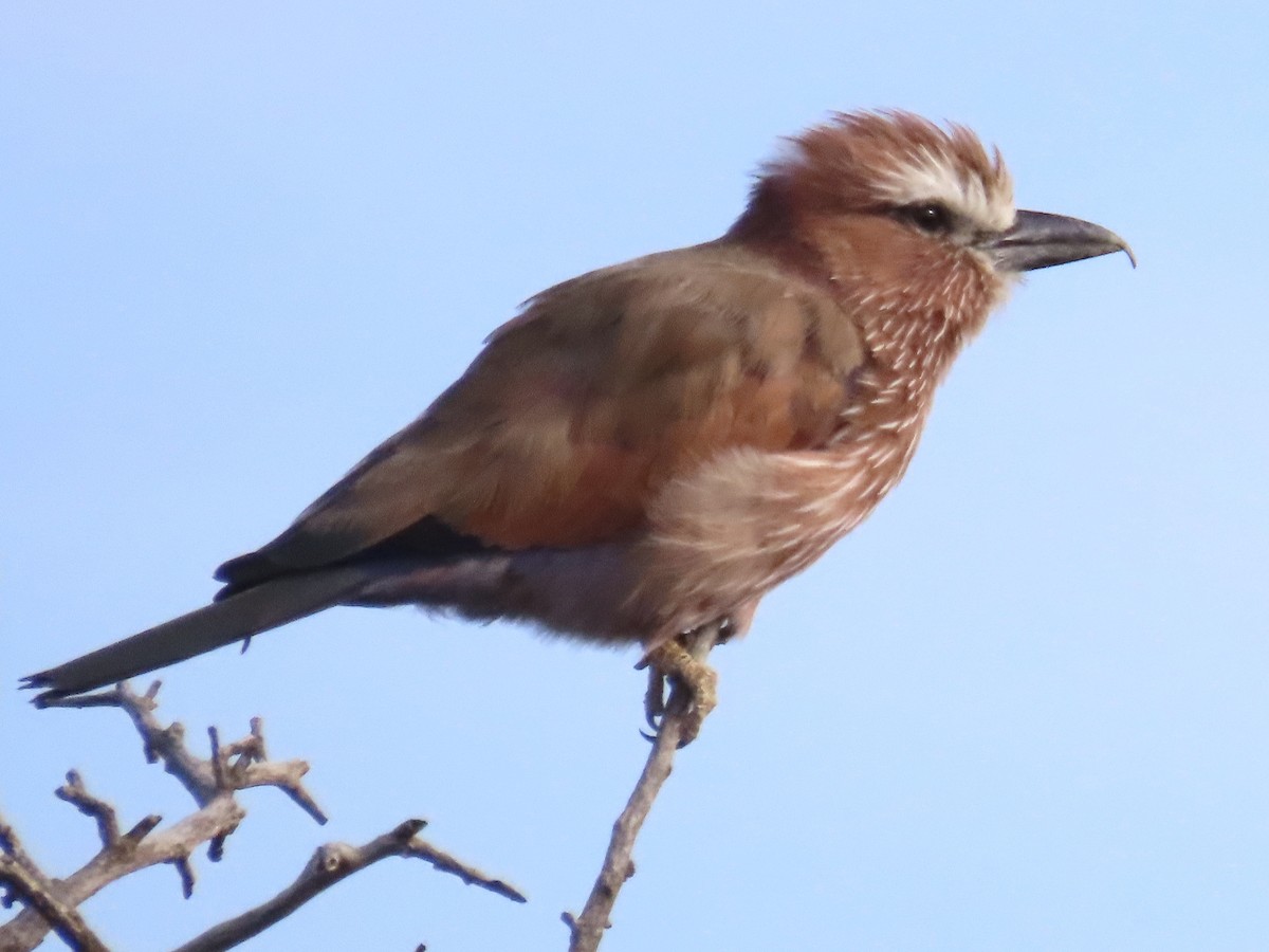 Rufous-crowned Roller - Eric Wier