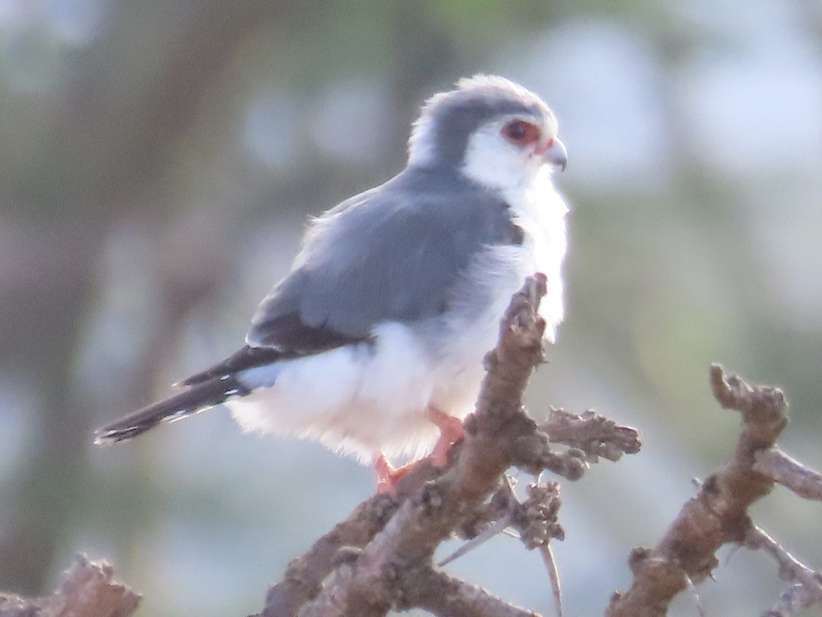 Pygmy Falcon - ML610349657