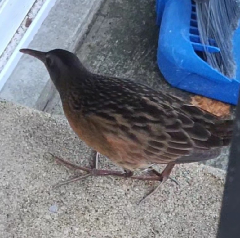 Virginia Rail - Matt Morey