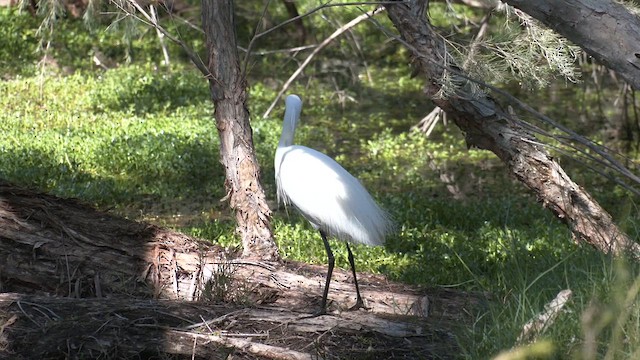 Little Egret (Australasian) - ML610349676