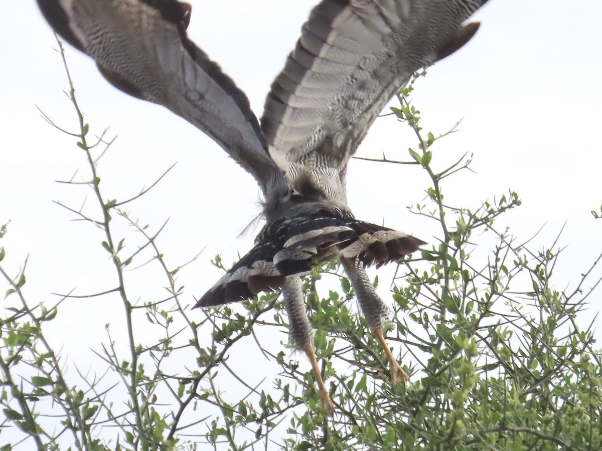 African Harrier-Hawk - ML610349720