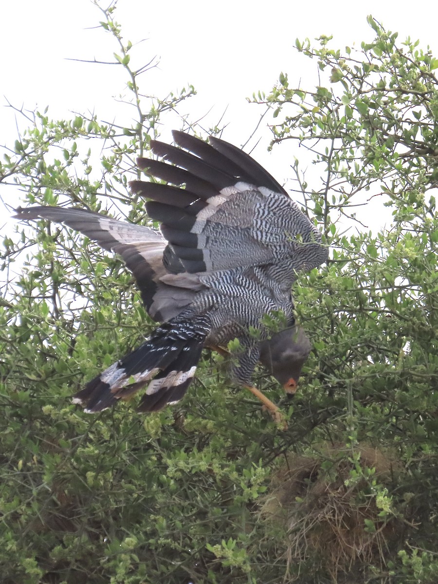 African Harrier-Hawk - ML610349722