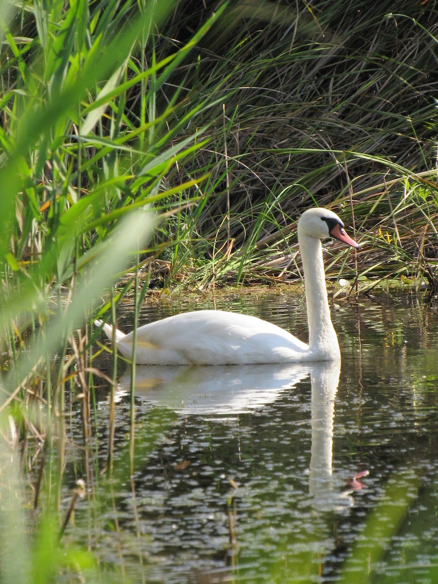 Mute Swan - ML610349769