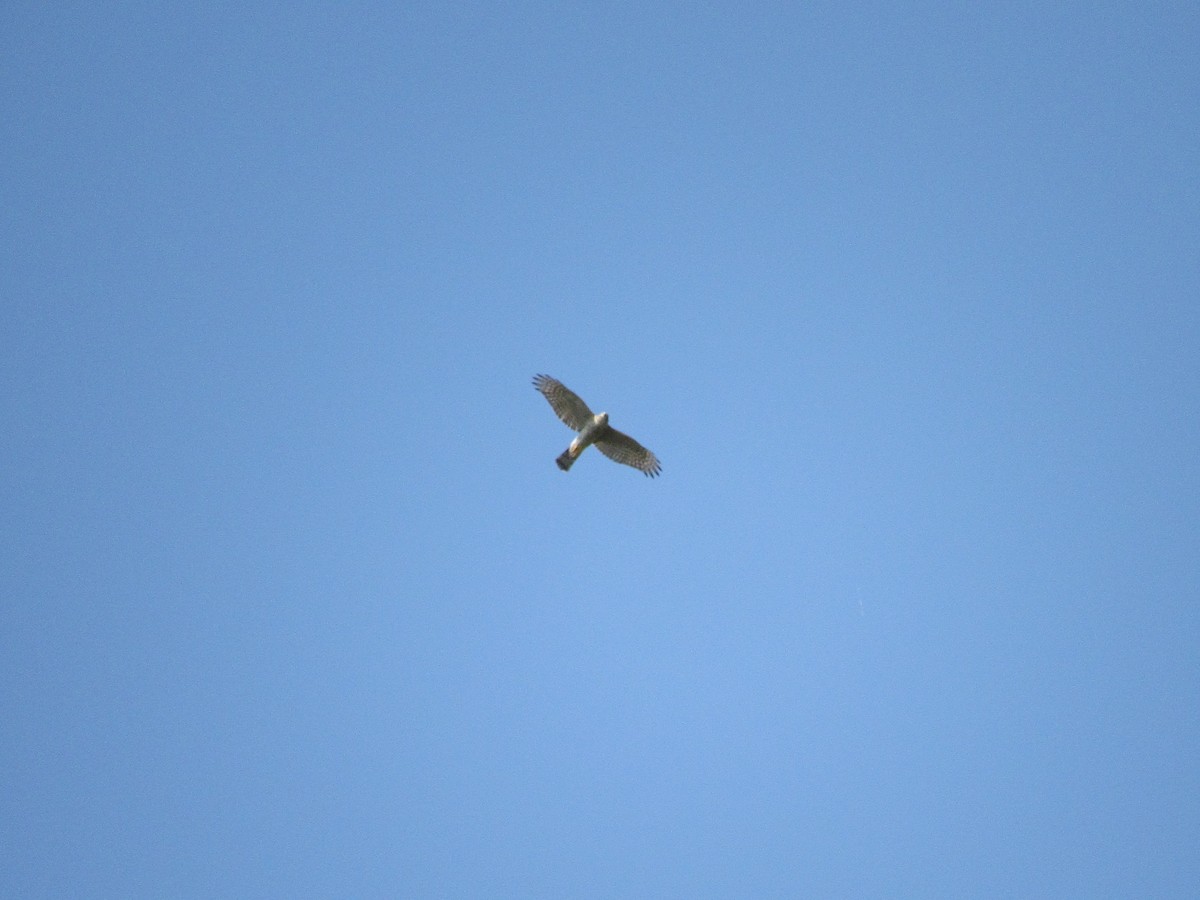 Eurasian Sparrowhawk - ML610349776