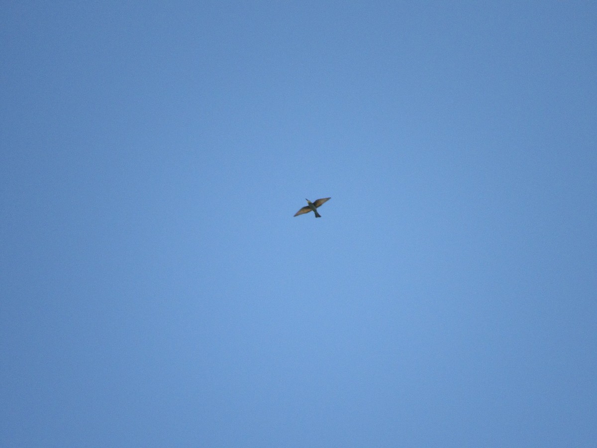 European Bee-eater - ML610349782