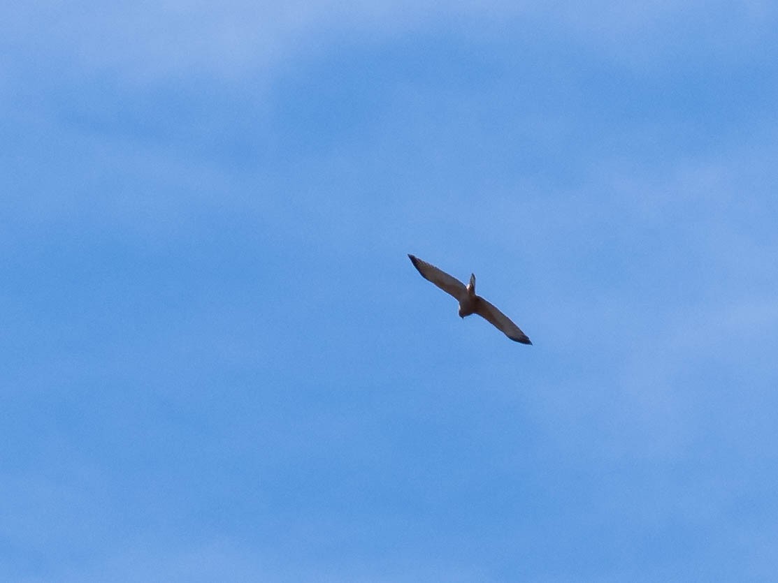 Brown Goshawk - ML610349808