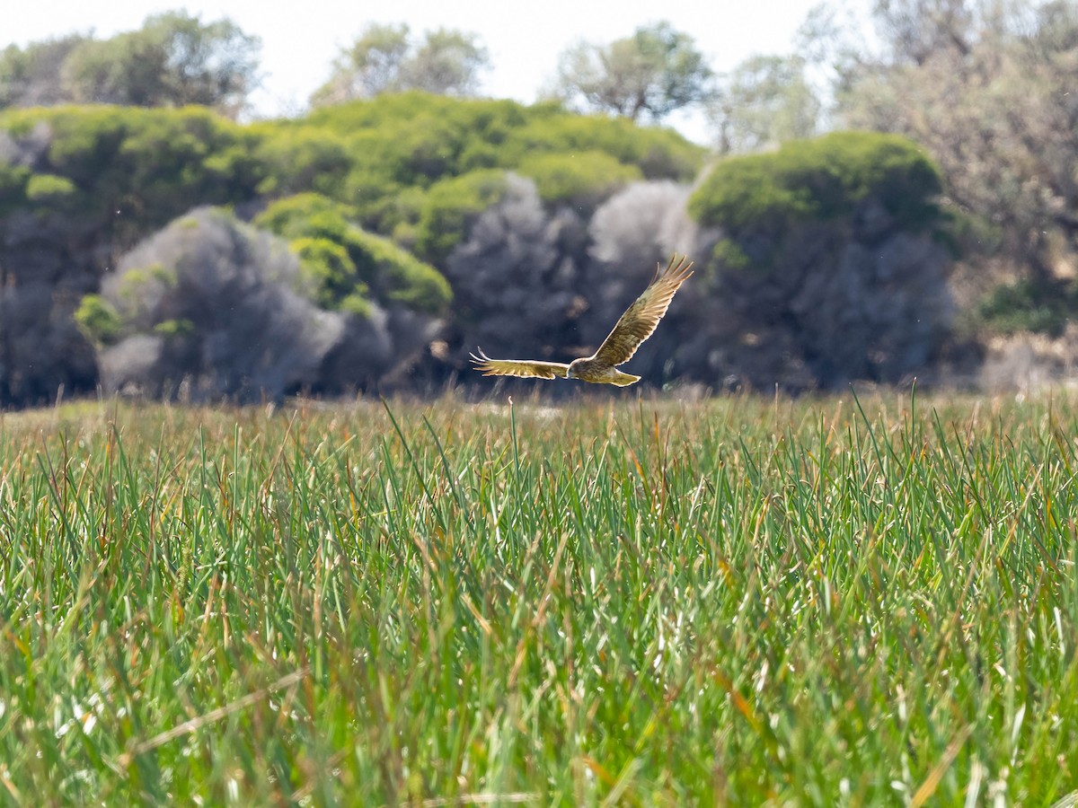 Swamp Harrier - ML610349810