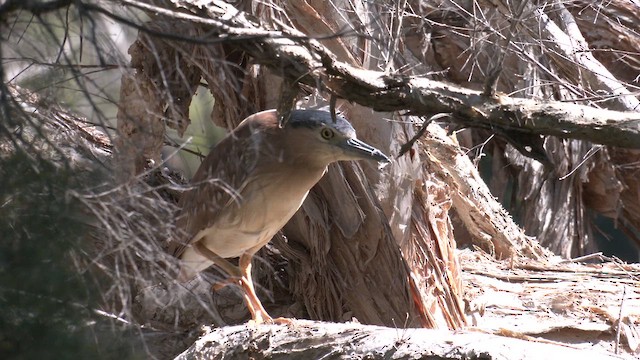 Nankeen Night Heron - ML610349816