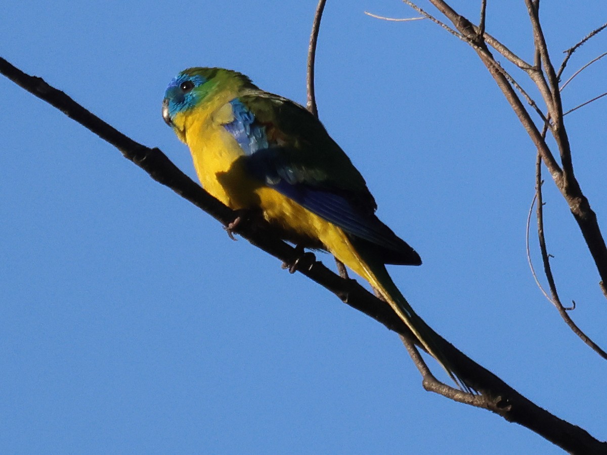 Red-rumped Parrot - John Brown