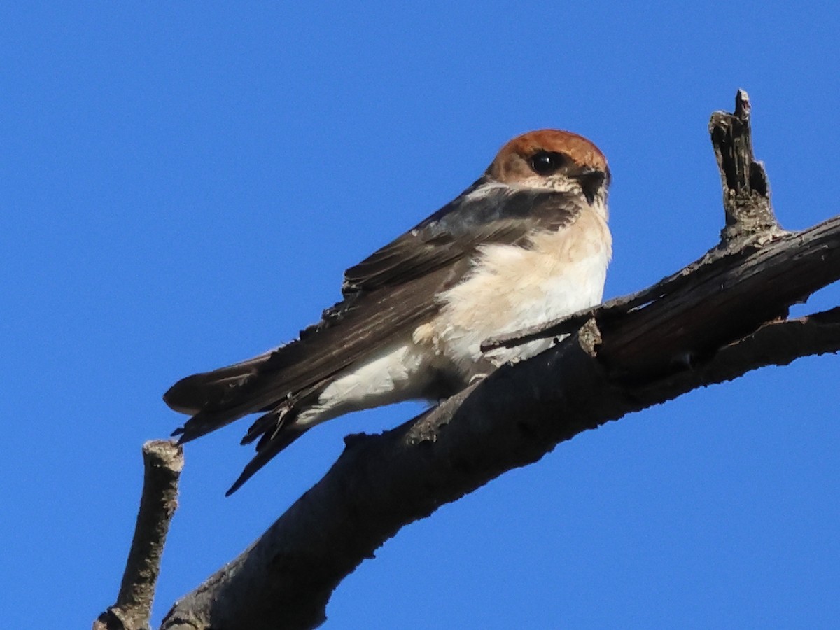 Golondrina Ariel - ML610349839