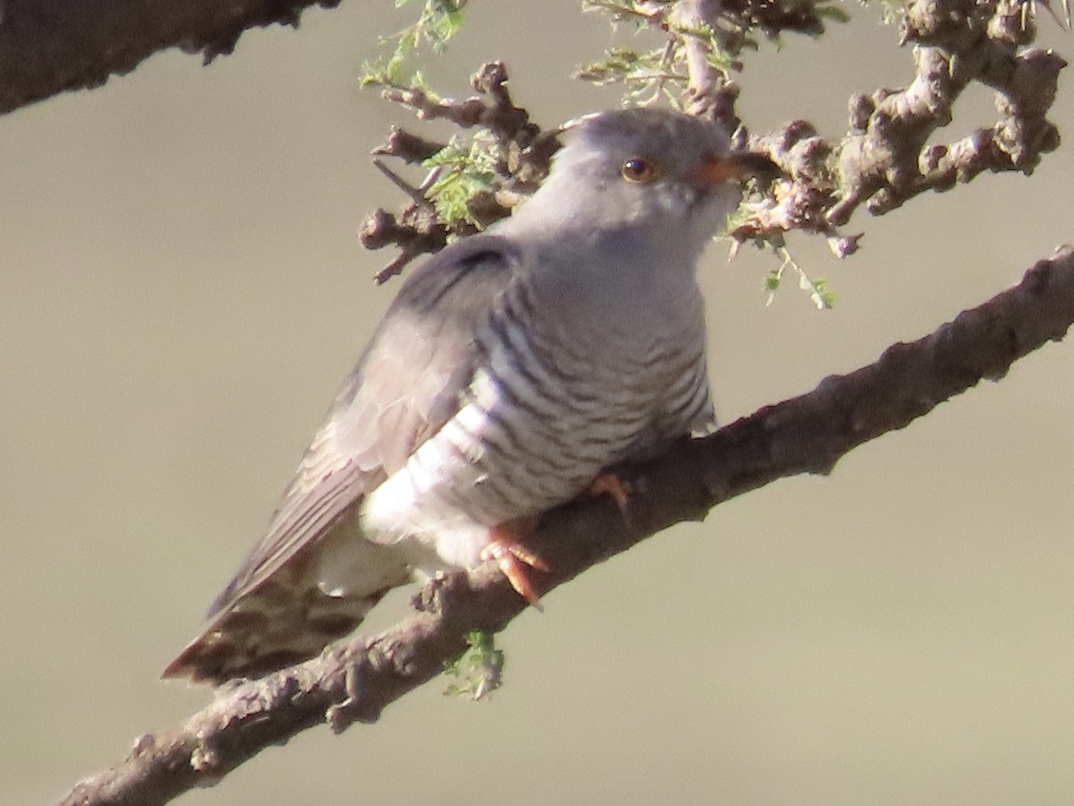 African Cuckoo - ML610349861