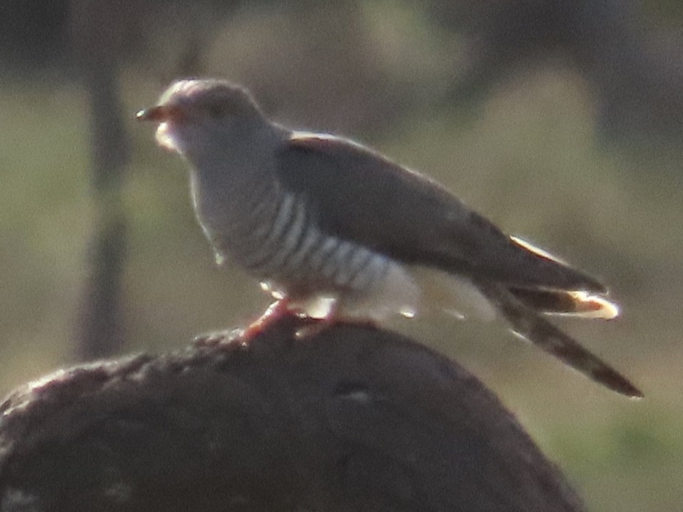 African Cuckoo - ML610349862