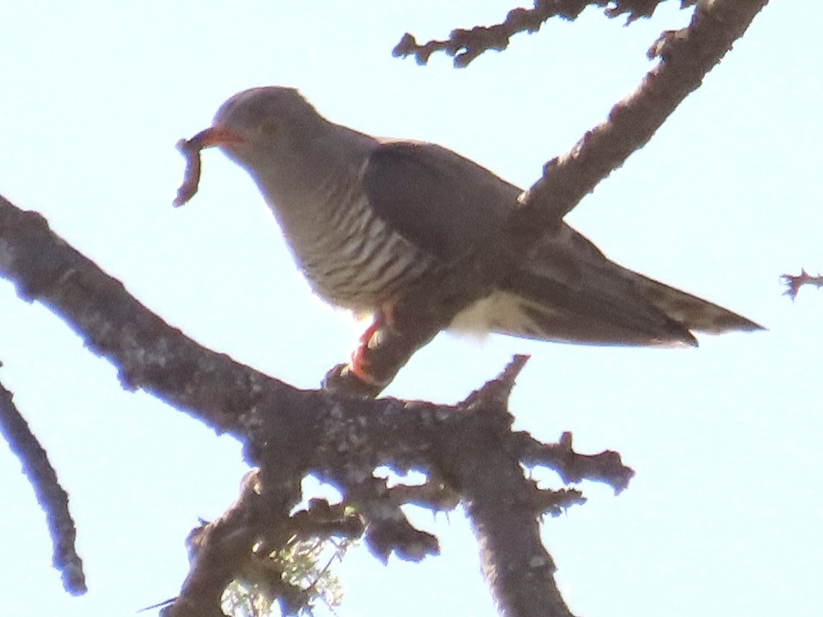 African Cuckoo - ML610349863